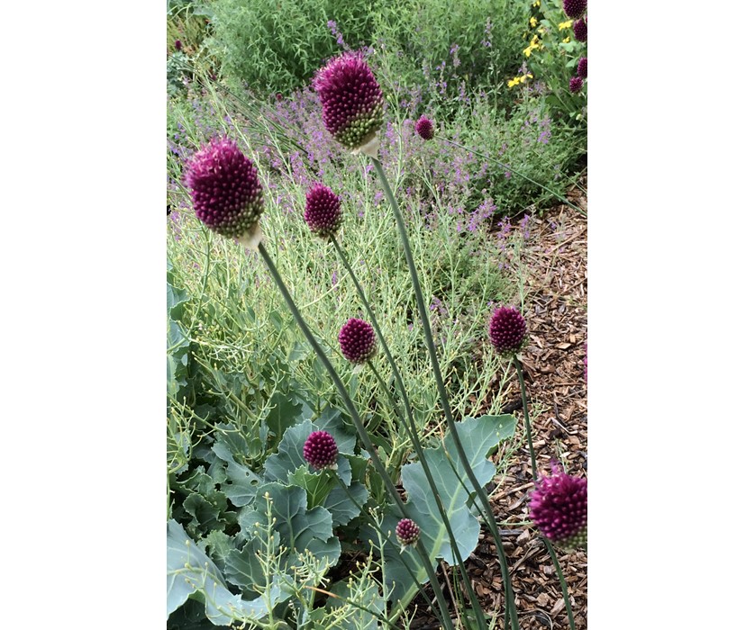 Drumstick Allium